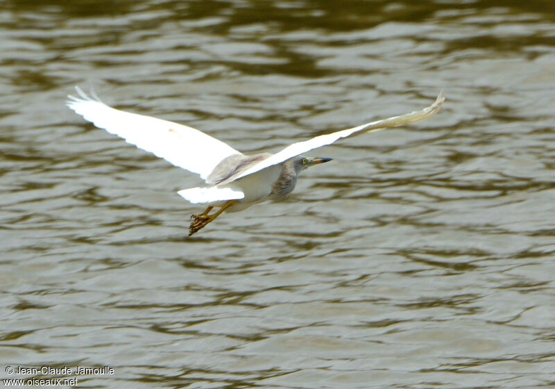 Indian Pond Heronadult, Flight