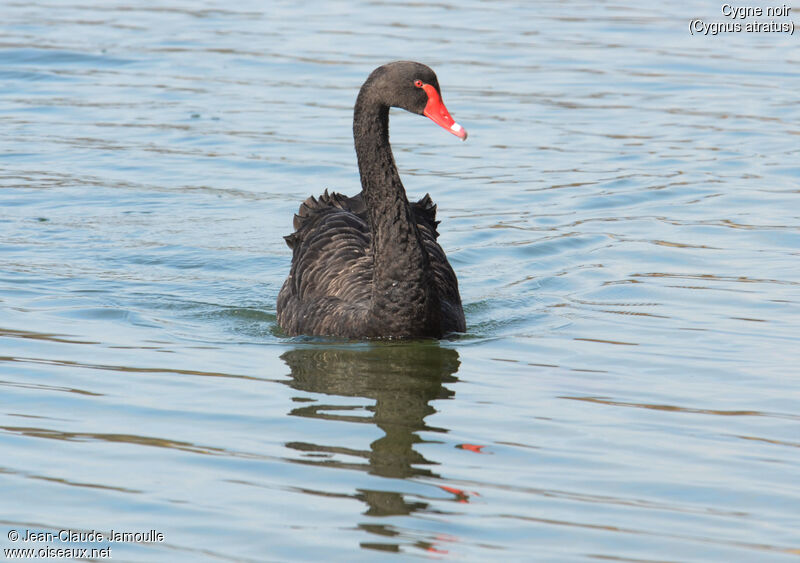 Black Swan, Behaviour