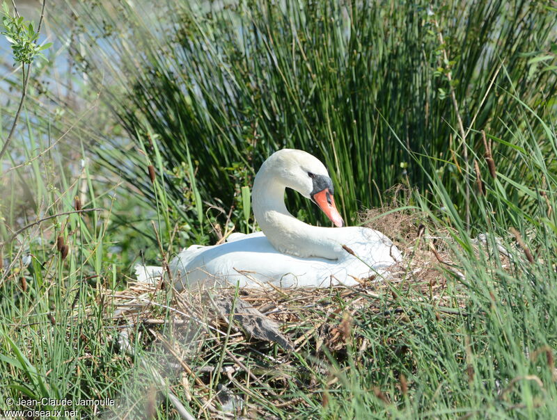 Mute Swan female adult, Reproduction-nesting