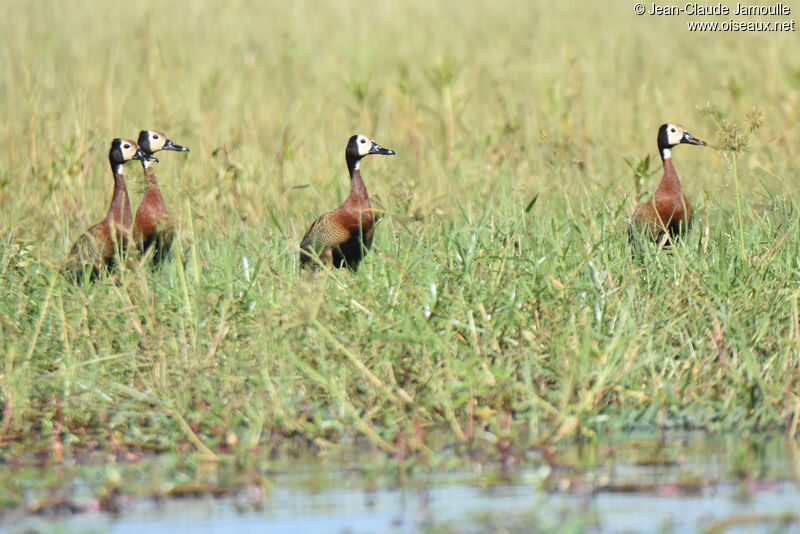 White-faced Whistling Duck
