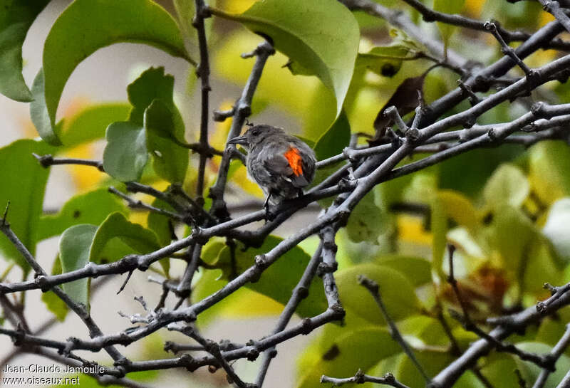 Scarlet-backed Flowerpecker female adult, habitat