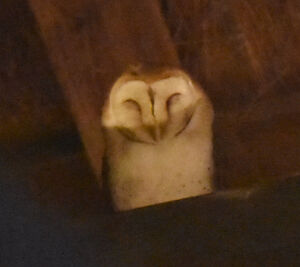 Western Barn Owl