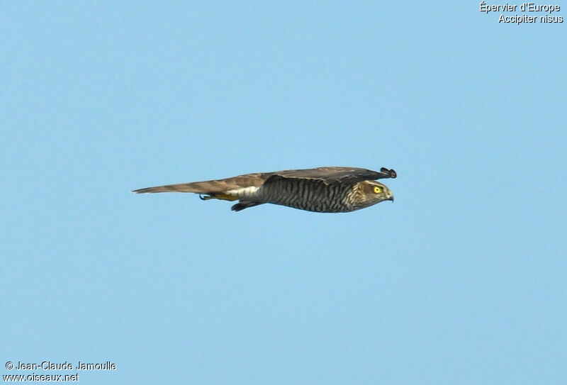 Eurasian Sparrowhawk female, Flight