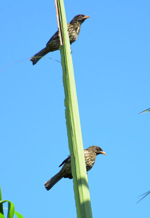 Palmchat