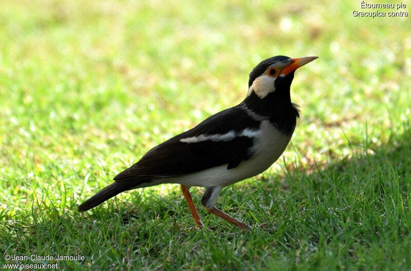 Indian Pied Myna