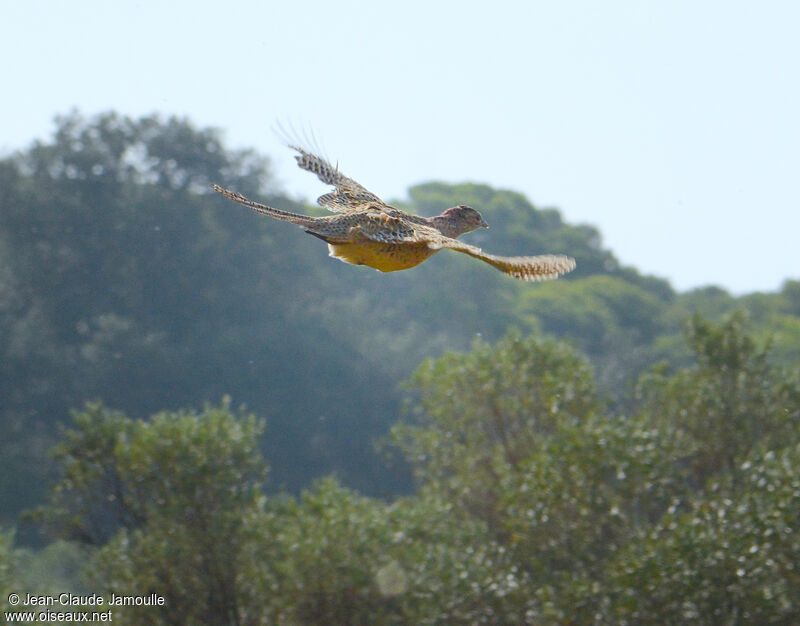 Common Pheasant female, Flight