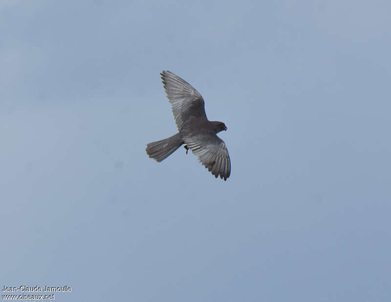Amur Falcon male, pigmentation, Flight
