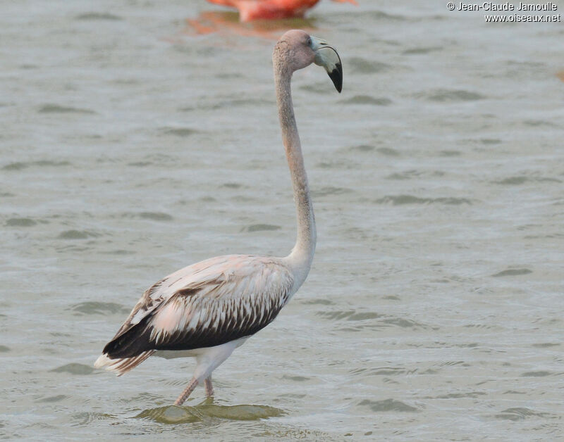 American Flamingoimmature, identification, aspect, walking, eats