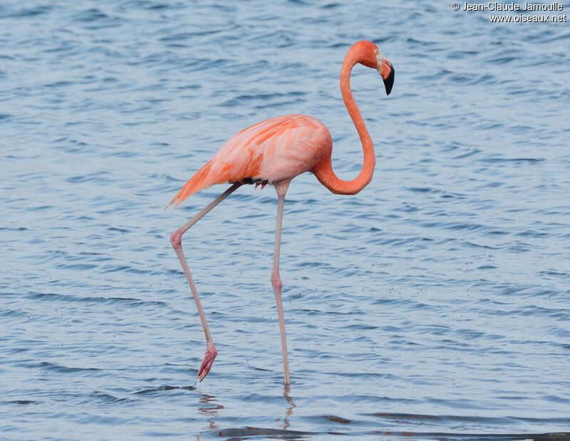 American Flamingoadult, identification, aspect, walking, eats
