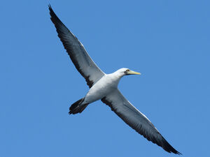Masked Booby