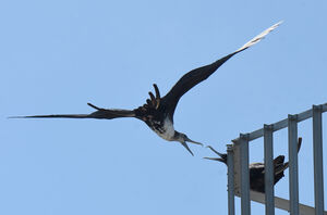 Magnificent Frigatebird