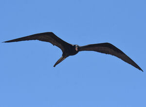 Magnificent Frigatebird