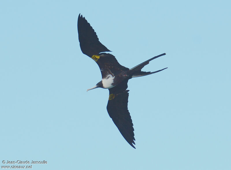 Magnificent Frigatebird female adult, Flight, fishing/hunting