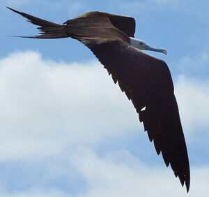 Magnificent Frigatebird 
&copy; Jean-Claude Jamoulle