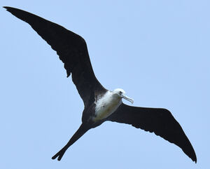 Magnificent Frigatebird 
&copy; Jean-Claude Jamoulle