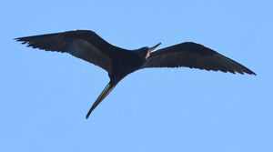Magnificent Frigatebird