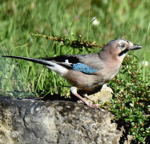 Eurasian Jay