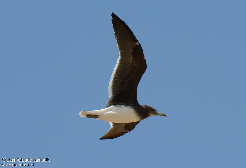 Sooty Gull, Flight