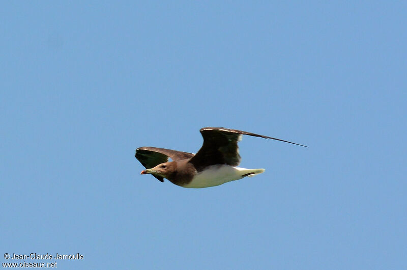 Sooty Gull, Flight