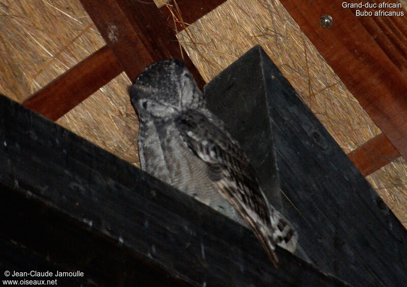 Spotted Eagle-Owl, Behaviour