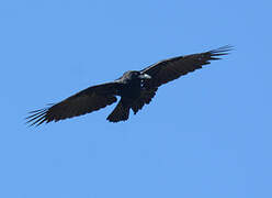 Northern Raven (tingitanus)