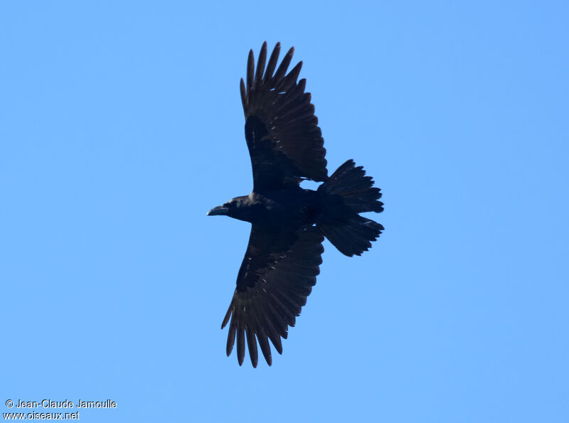 Grand corbeau des Canaries