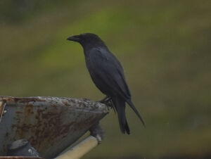 Northern Raven