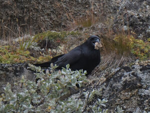 Northern Raven