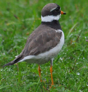 Common Ringed Plover 
&copy; Jean-Claude Jamoulle