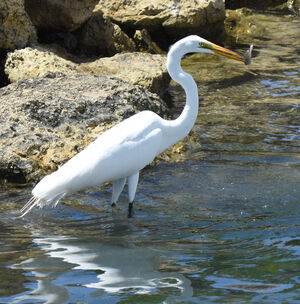 Western Great Egret