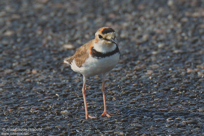 Collared Plover male