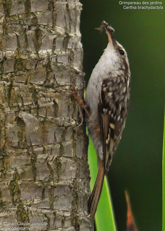 Short-toed Treecreeper, feeding habits, Reproduction-nesting, Behaviour