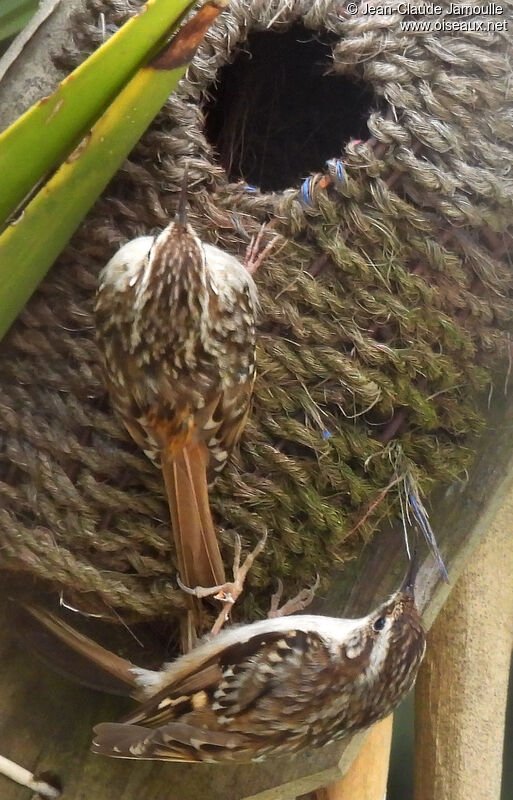 Short-toed Treecreeperadult, Reproduction-nesting