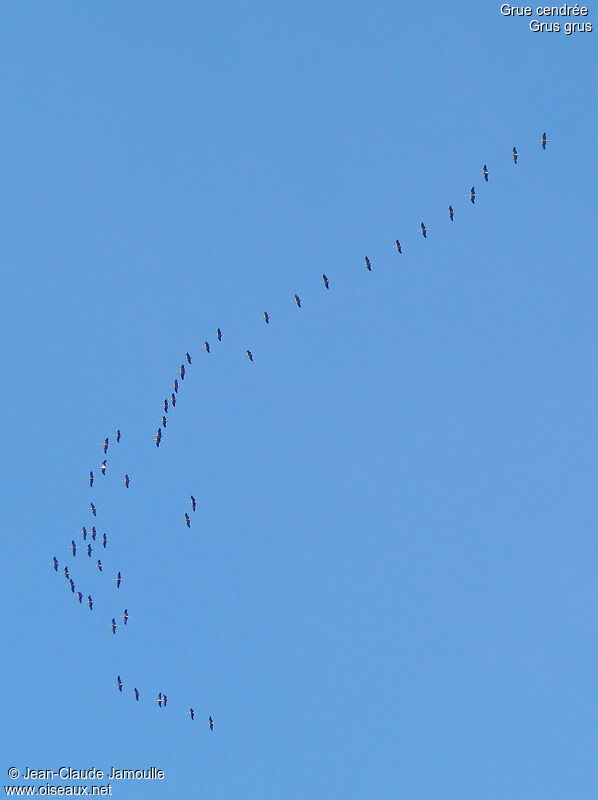 Common Crane, Flight, Behaviour