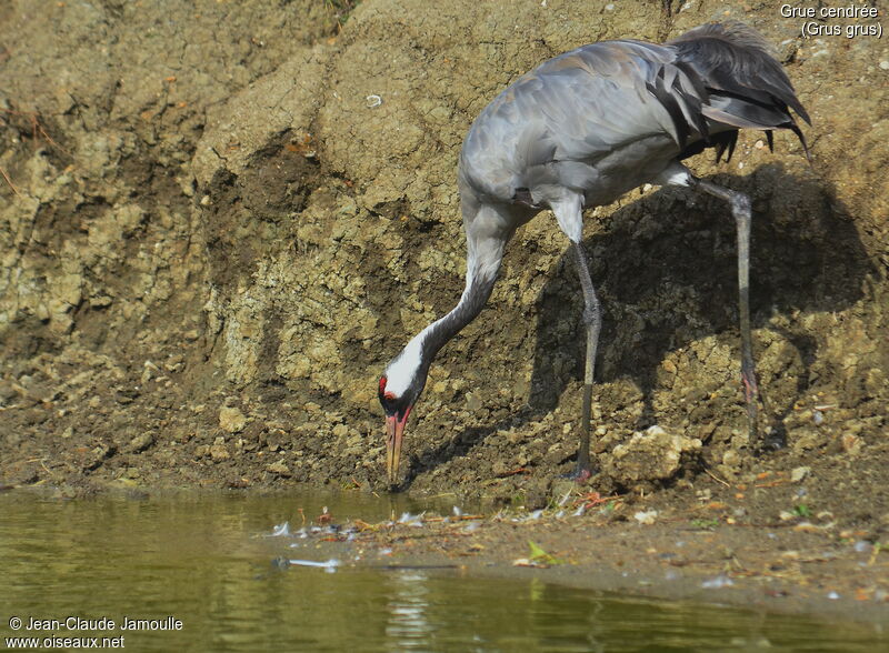 Common Crane, feeding habits
