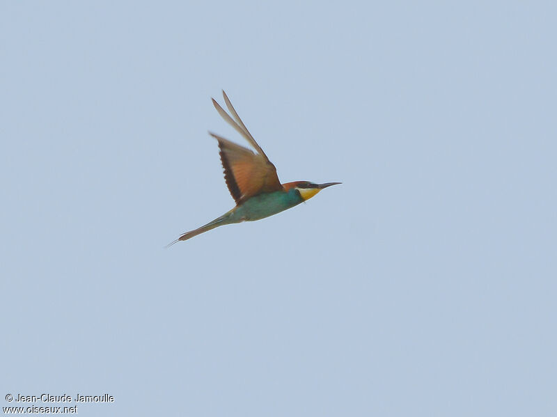 European Bee-eater, Flight