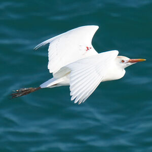 Western Cattle Egret