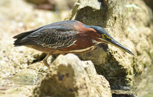 Green Heron 
&copy; Jean-Claude Jamoulle