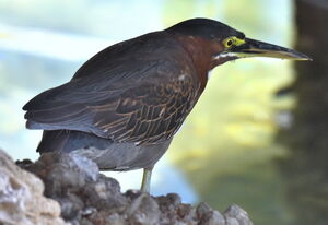 Green Heron 
&copy; Jean-Claude Jamoulle