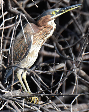 Green Heron 
&copy; Jean-Claude Jamoulle