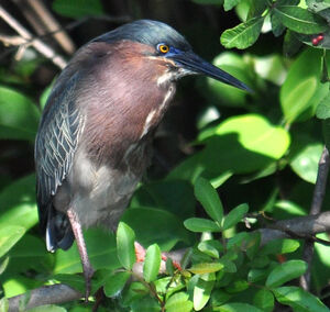 Green Heron 
&copy; Jean-Claude Jamoulle