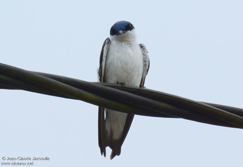 White-winged Swallow, Behaviour
