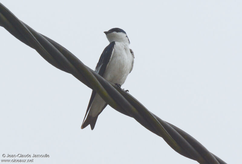 White-winged Swallow, Behaviour