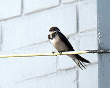 White-throated Swallow