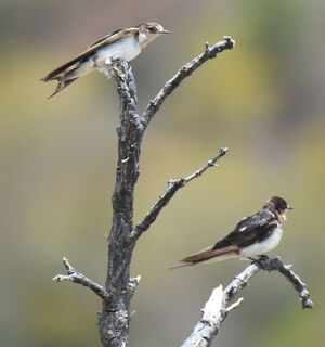 Barn Swallow