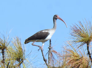 American White Ibis