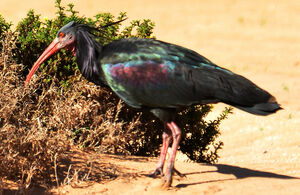 Ibis chauve