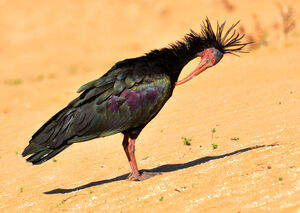 Ibis chauve