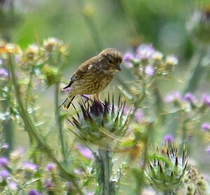 Common Linnet 
&copy; Jean-Claude Jamoulle