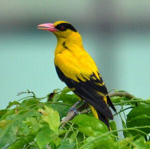 Black-naped Oriole